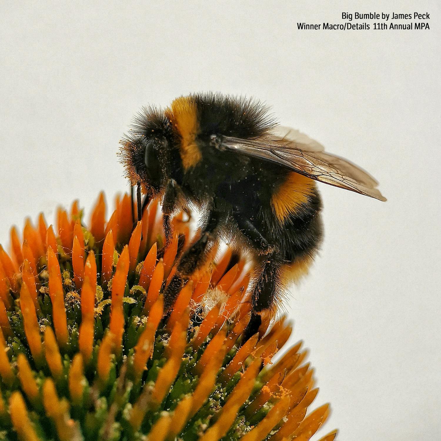 Big Bumble James Peckin voittajakuva makro-sarjassa